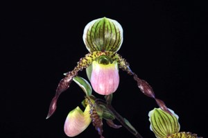 Paphiopedilum Jolly Holiday Jack AM/AOS 80 pts.